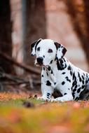 dalmatian dog in autumn forest