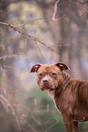 Animal Mammal Nature dog