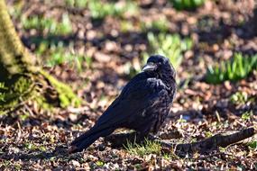 Crow Bird Corvus