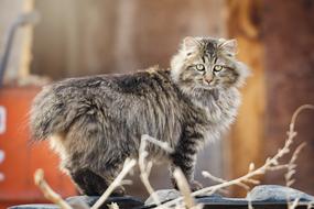 wildcat with a long tail