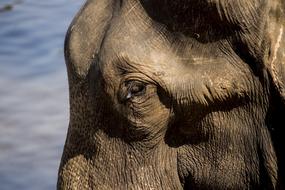Wildlife Mammal Animal