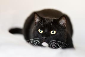 cute black cat