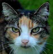 Cats Fur Cat