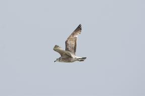 Bird Flight Animal