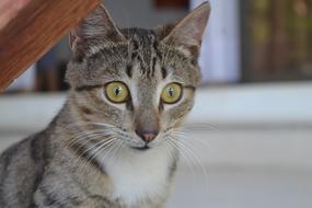 Animal Cute Pet