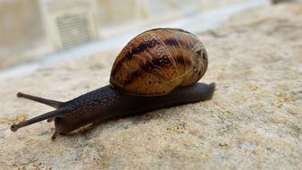 Animal Slow Nature