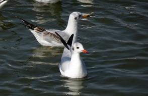 Gull Bird Black-Headed