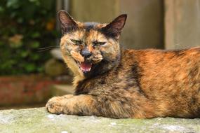 Animal Mammal Cute