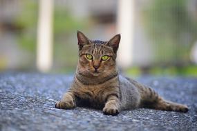 Animal Cute Nature