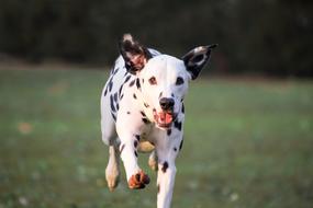 happy running dalmatian