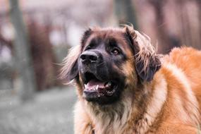 Dog Cute Portrait
