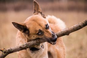 portrait of cute dog playing with branch