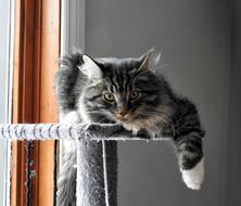 Cat Portrait Domestic