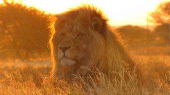 Lion Africa Animal