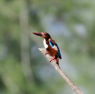 Bird Wildlife Nature