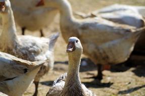 flock of white geese