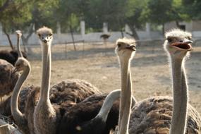 Common Ostrich Bird
