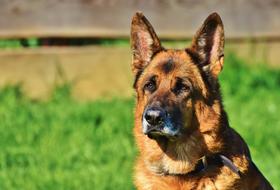 Schäfer Dog Guard