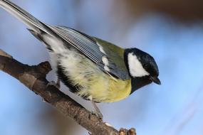 Bird Living Nature Outdoors