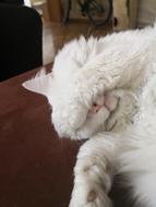 Sleeping Cat