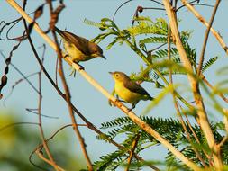 chicks on a tree branch
