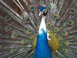 Peacock Bird Pen