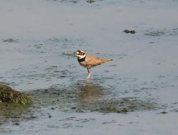 Small Wild Wildlife