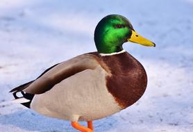 Duck Drake Water Bird