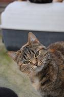Selfie Cat Funny