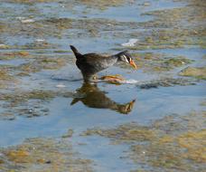 Bird Water Wildlife