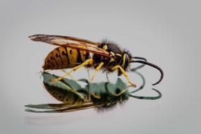 Hornets Hornet Queen