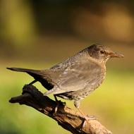 Animal World Bird Nature