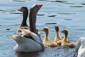 Bird Wildlife Water