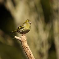 Animal World Bird Nature