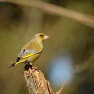 Animal World Bird Nature