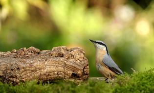 Animal World Bird Nature