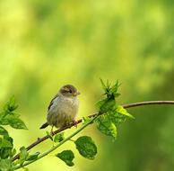 Animal World Bird Nature