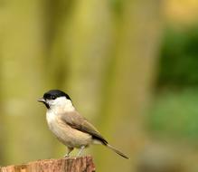 Animal World Bird Nature