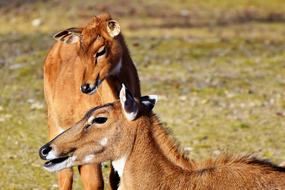 Goat-Antelope Antelope Young