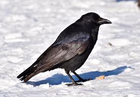 Raven Crow Bird on snow