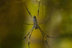 Spider Arachnid Web