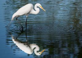Egret Florida Wildlife