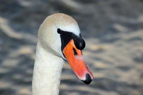 Swan Bill Lake