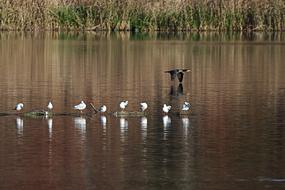 white seagulls on a log in the water