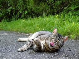 Animal Nature Cat