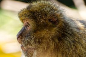 Barbary Ape Endangered Species