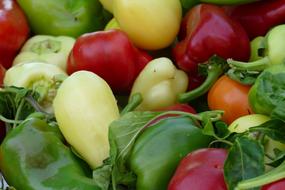 Closeup of colored peppers harvest
