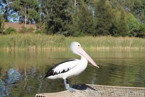 Australian Pelican Waterbird