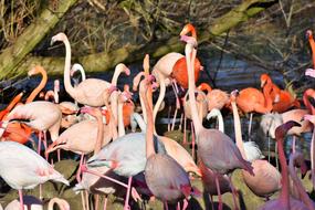 Flamingo White Bird