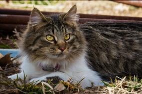 fluffy cat on the grass